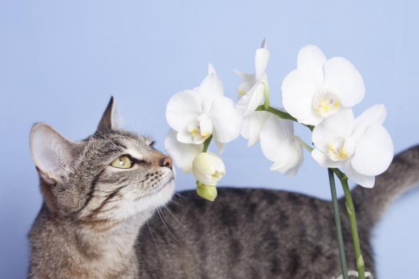 Gode ​​og trygge kattplanter - Orchid, en av de mest populære plantene 