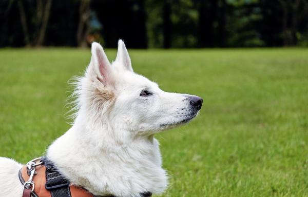 Tips for å holde hundens hår hvitt - Skjegg, kjønnsorgan og tårekanaler 