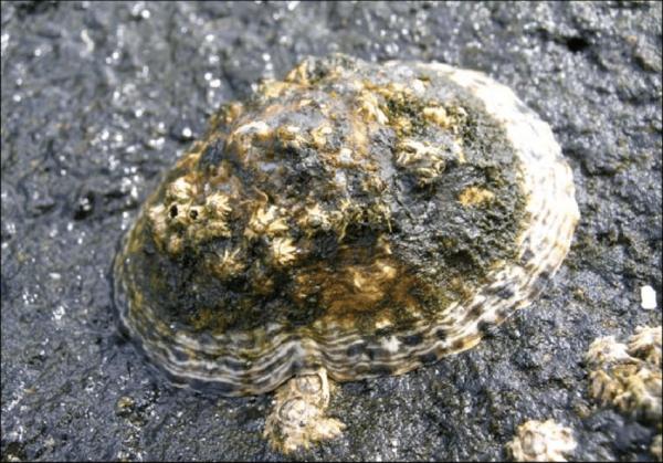 Dyr i fare for utryddelse på Kanariøyene - Lapa de sol eller lapa picua (Patella candei) 