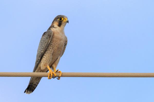 Dyr i fare for utryddelse på Kanariøyene - Tagarote hauk (Falco pelegrinoides)