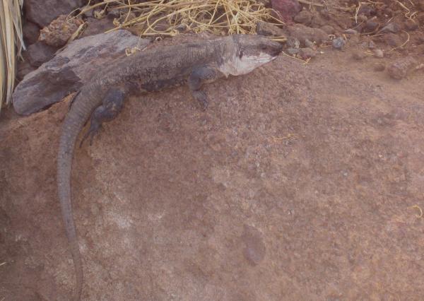 Dyr som er i fare for å bli utryddet på Kanariøyene - Giant Lizard of La Gomera (Gallotia bravoana)