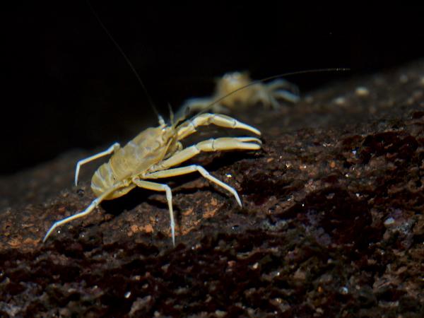 Dyr i fare for utryddelse på Kanariøyene - Jameos blind krabbe eller jameito (Munidopsis polymorpha)