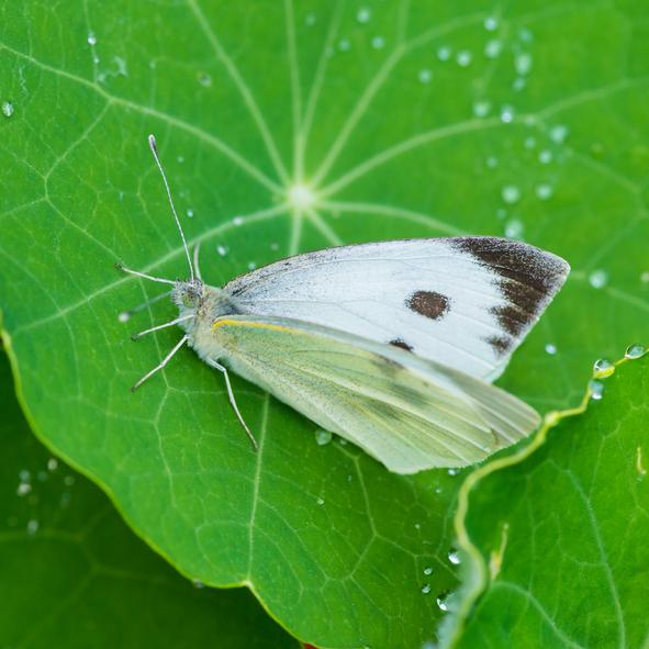 Dyr i fare for utryddelse på Kanariøyene - Common nasturtium butterfly (Pieris cheiranthi)