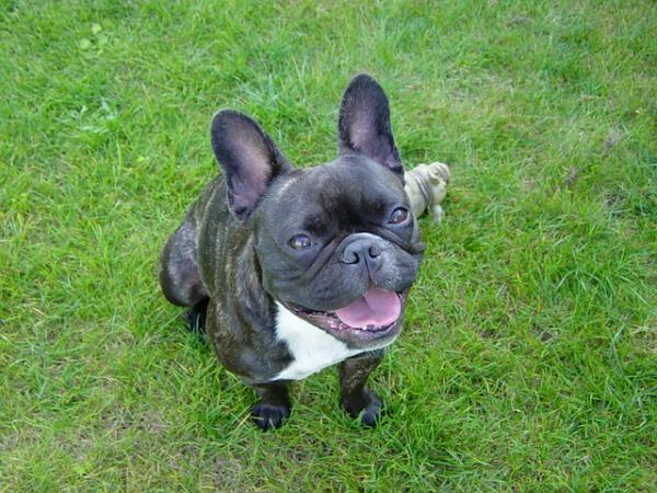 Topp 6 små korthårede hunder - French Bulldog