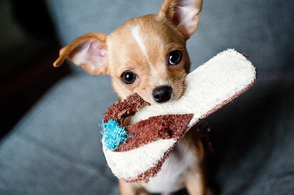 Topp 6 små korthårede hunder - Chihuahua