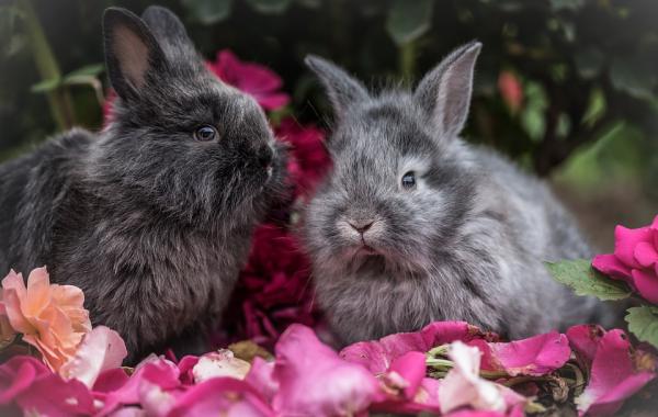 5 tegn på stress hos kaniner - 5 tegn på stress hos kaniner