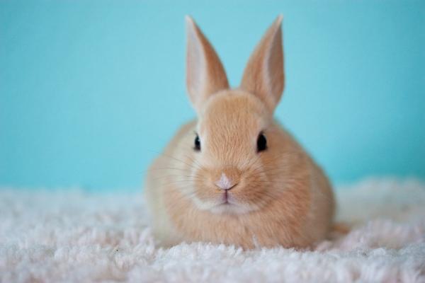 5 tegn på stress hos kaniner - kaninadferd