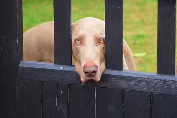 Lærer hunden min å holde seg på kommando - Foreløpige trinn