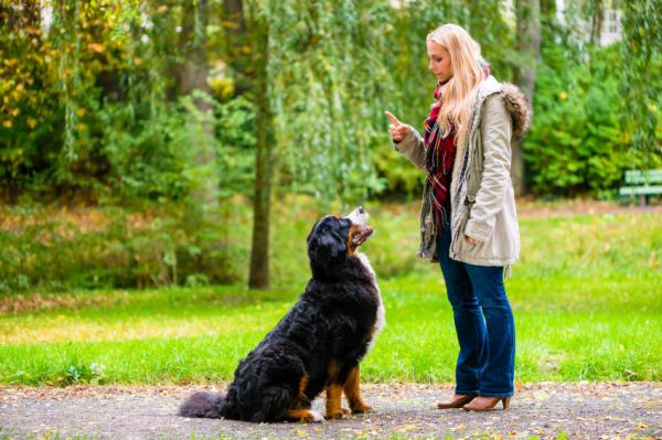 Lær hunden min å holde kommandoen - Øv i forskjellige situasjoner