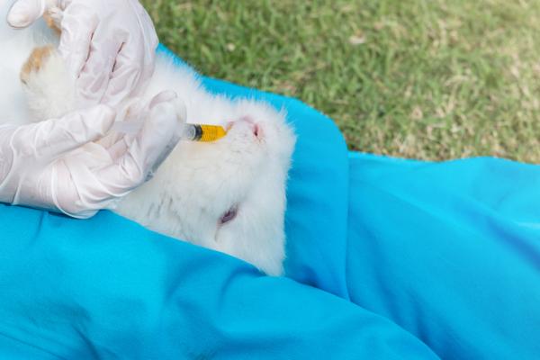 Varmeslag hos kaniner - Symptomer, behandling og forebygging - Hvordan forhindre heteslag hos kaniner?