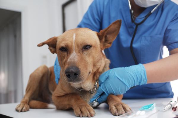 Kusma hos hunder - Årsaker, symptomer og behandling - Diagnose av kusma hos hunder