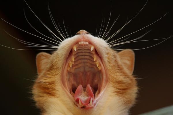 Stomatitt hos katter - symptomer og behandling - Hva er stomatitt hos katter?