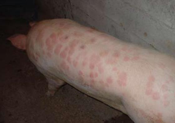 Rød sykdom hos gris - Symptomer og behandling - Hva er rød sykdom hos gris?