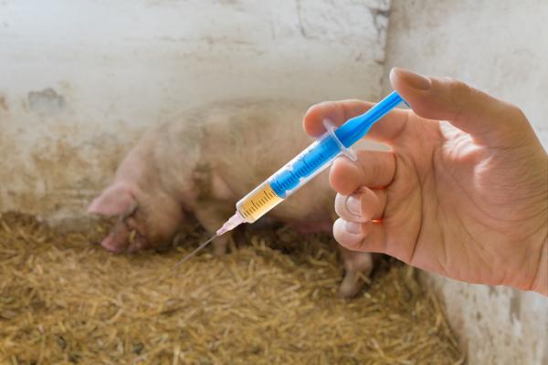 Rød sykdom hos gris - Symptomer og behandling - Behandling av rød sykdom hos gris