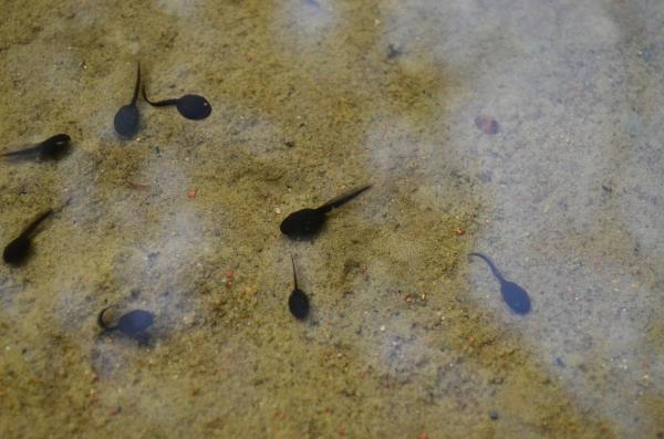 Feeding Frog Tadpoles - Slik ser en frosketeppe ut