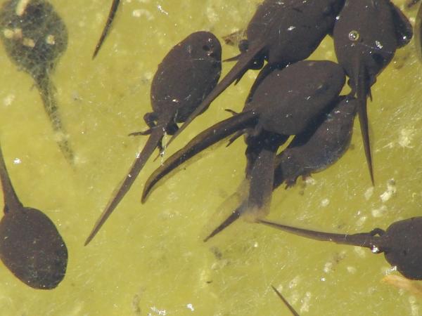 Feeding the frosk tadpoles - Feeding the frosk tadpoles