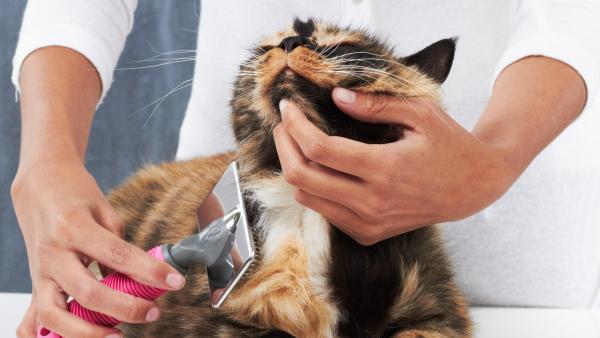 Triks for å skinne kattens hår - Kattbørsting