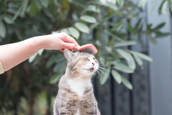 Korthårige kattbørster - Hvordan skal jeg børste en kortere katt