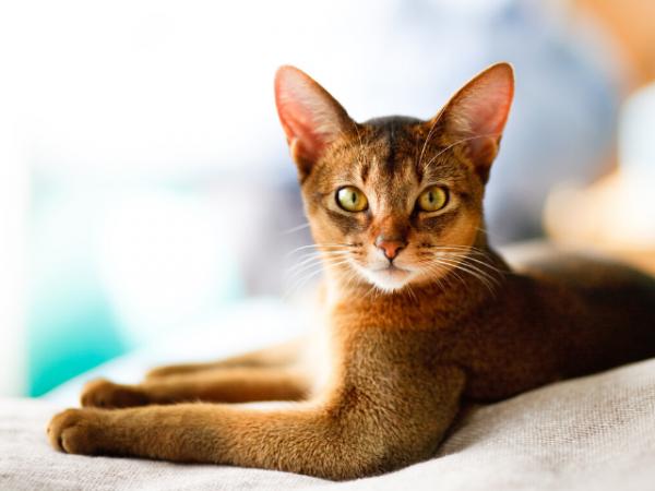 De 10 vakreste kattene i verden - Abessinsk katt