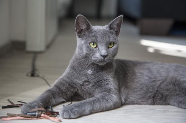 De 10 vakreste kattene i verden - Russian Blue Cat
