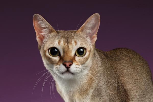 De 10 vakreste kattene i verden - Singapore katt