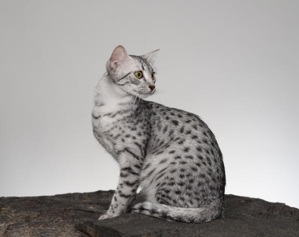 De 10 vakreste kattene i verden - Egyptian Mau