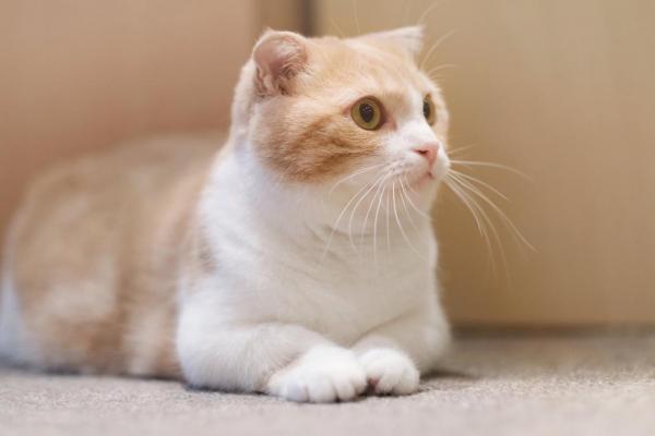 De 10 vakreste kattene i verden - Munchkin -katten