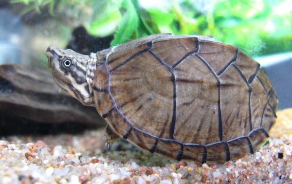 Ferskvannsskilpaddeart - Bulb Turtle