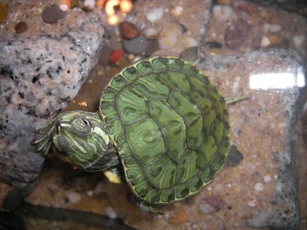 Ferskvannsskilpadde - Cumberland Turtle