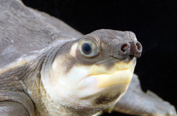 Ferskvannsskilpaddearter - Hog -nosed Turtle