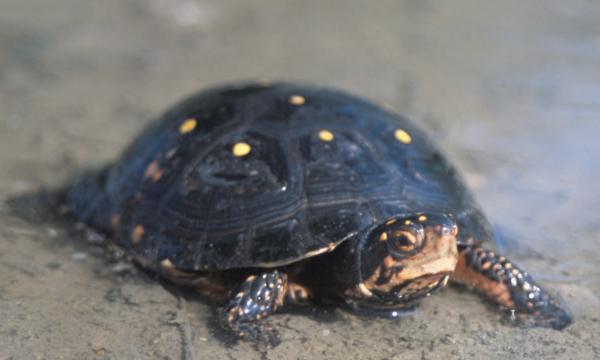 Ferskvannsskilpaddearter - Spotted turtle
