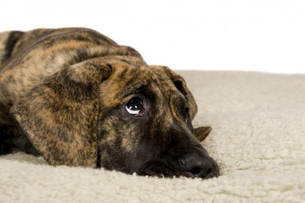 De 5 vanligste tegnene på mishandlede hunder - 4. Depresjon og tristhet 