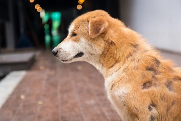 De 5 hyppigste tegnene på mishandlede hunder - 3. Traumer, skader og mangel på omsorg generelt