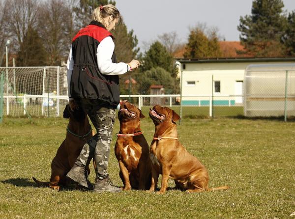 Hundetreningskriterier - Bare ett kriterium i hver økt