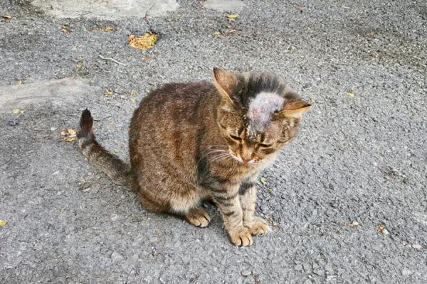 Pemphigus hos katter - symptomer og behandling - Hva er feline pemphigus?