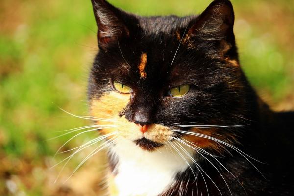 Varmeslag hos katter - Symptomer og førstehjelp - Årsaker til heteslag hos katter