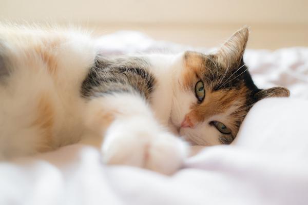 Varmeslag hos katter - Symptomer og førstehjelp - Hva du skal gjøre hvis katten din får varmeslag - førstehjelp
