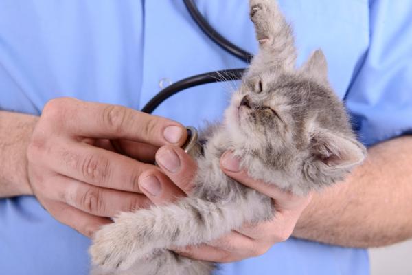 Når skal jeg ta katten til veterinæren for første gang?  - Kattens første besøk til veterinæren