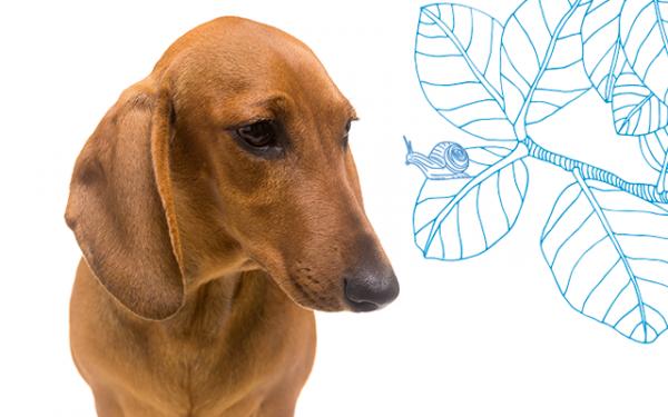 Lungorm hos hunder - Symptomer og behandling - Forebygging mot lungeorm hos hunder