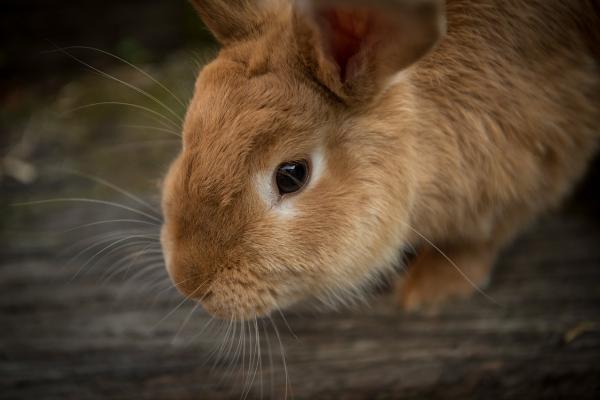 Mastitt hos kaniner - Symptomer og behandling - Finnes det noen behandling?