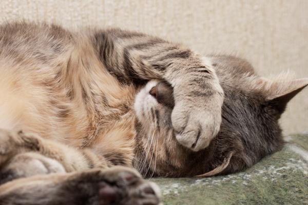 Hvordan ormekurre en katt?  - Bivirkninger av antiparasittiske produkter for katter