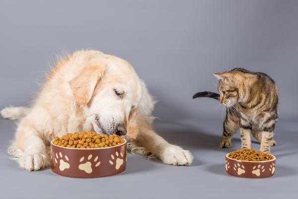 Kan katter spise hundemat?  - Hvordan forhindre katten i å spise hundemat?