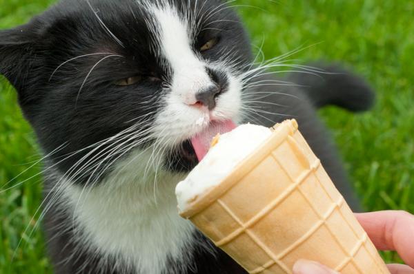 Kan katter spise is?  - Laktoseintoleranse?