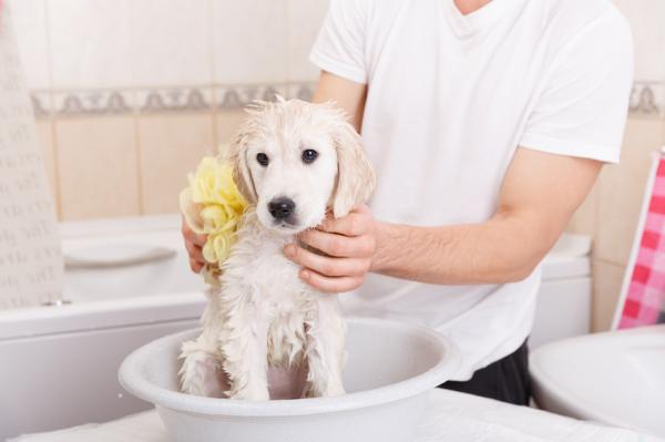 Hvordan rengjøre en hund uten å bade den?  - Ikke bruk disse metodene for å opprettholde hygienen til hunden din