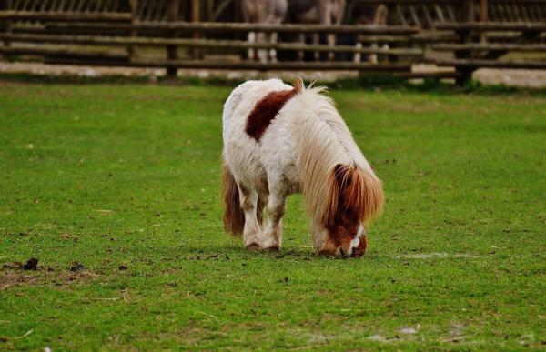 Hva du må huske på før du adopterer en ponni - Feeding the pony