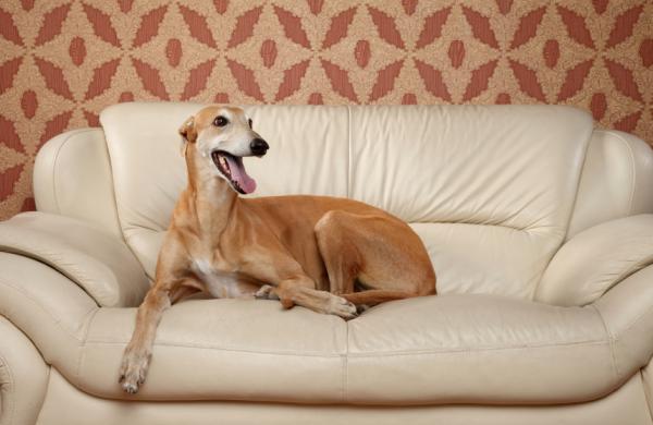 De vakreste hundene i verden - 9. Greyhound