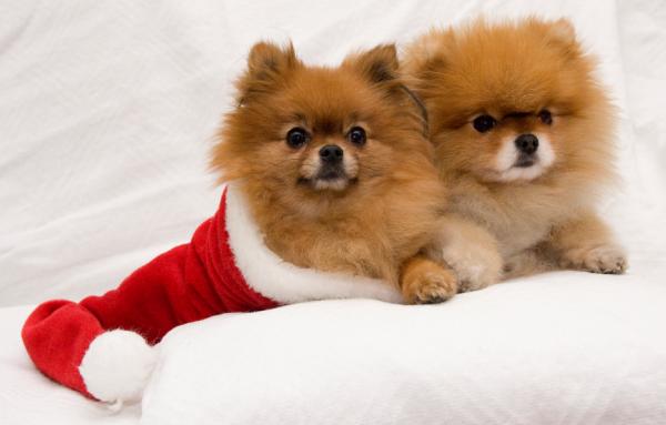 De vakreste hundene i verden - 1. Pomeranian