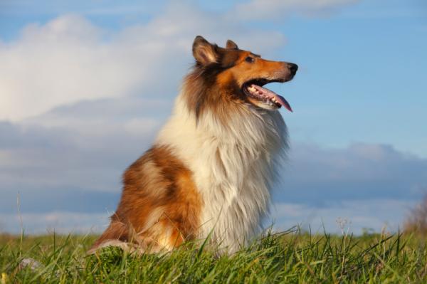 De vakreste hundene i verden - 10. Grov collie eller langhåret collie