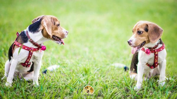 De vakreste hundene i verden - 15. Beagle