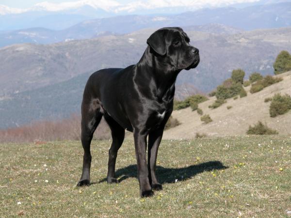 Mastiff -typer - 4. Italiensk Mastiff